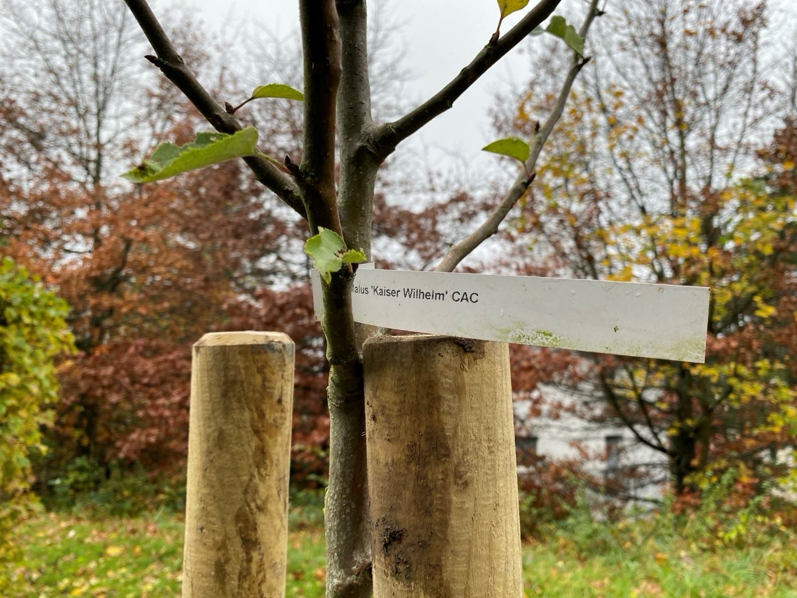 Apfelbaum Challenge2 Apfelbaum Challenge2